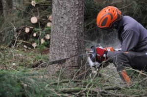 forest, duration, forest work, tree, nature, wood, woody, felling, saw, workers, chainsaw